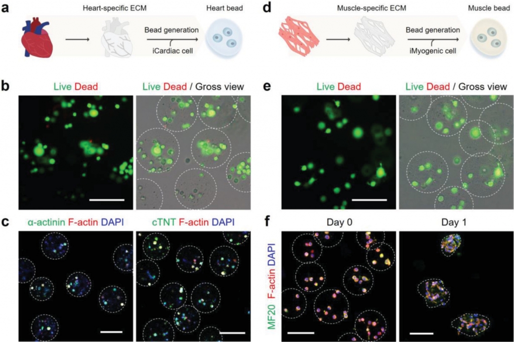 Tissue Bead: Tissue-Specific Extracellular Matrix Microbeads to Potentiate Reprogrammed Cell-Based Therapy