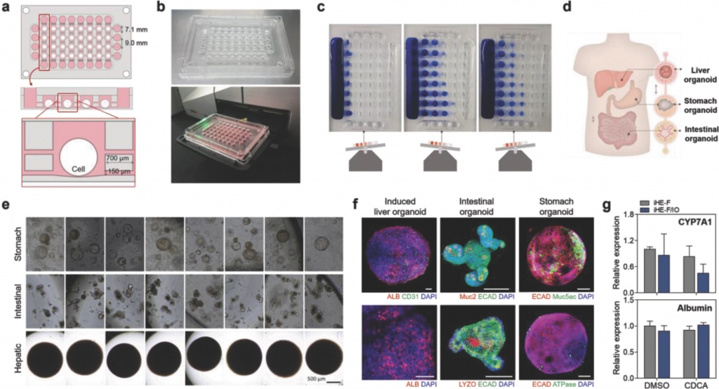 Vascularized Liver Organoids Generated Using Induced Hepatic Tissue and Dynamic Liver-Specific Microenvironment as a Drug Testing Platform.