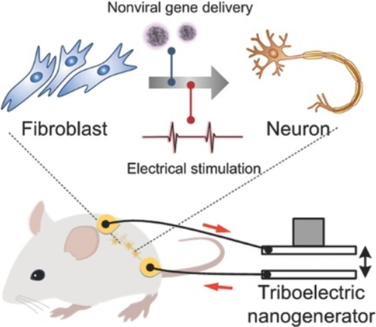 Triboelectric Nanogenerator Accelerates Highly Efficient Nonviral Direct Conversion and In Vivo Reprogramming of Fibroblasts to Functional Neuronal Cells.