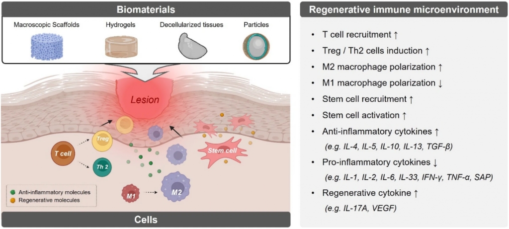 Engineering of Immune Microenvironment for Enhanced Tissue Remodeling.
