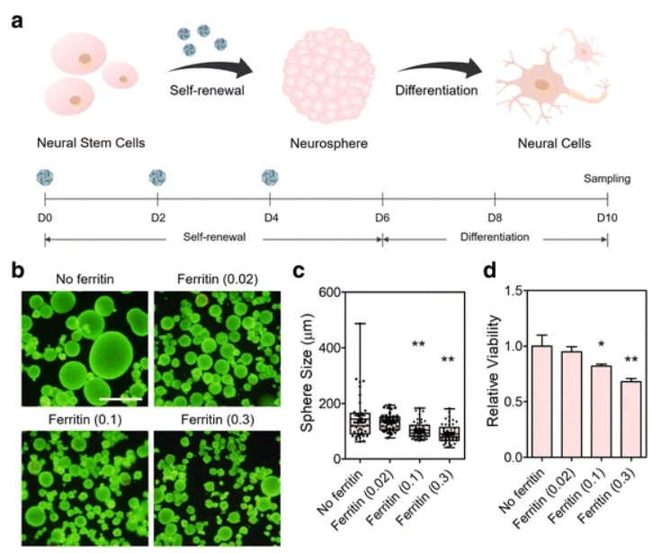Ferritin Nanoparticles for Improved Self-Renewal and Differentiation of Human Neural Stem Cells.