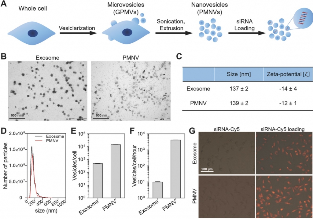 Bioengineered Extracellular Membranous Nanovesicles for Efficient Small-Interfering RNA Delivery: Versatile Platforms for Stem Cell Engineering and In Vivo Delivery.