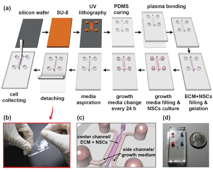 Three-Dimensional Extracellular Matrix-Mediated Neural Stem Cell Differentiation in a Microfluidic Device.