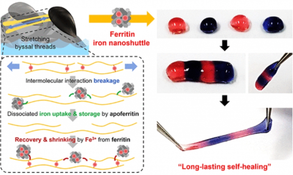 Ferritin Nanoshuttle for Long-Lasting Self-Healing of Phenolic Hydrogels.