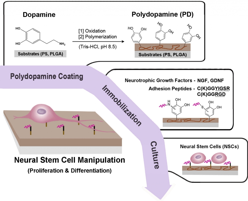 Polydopamine-Mediated Surface Modification of Scaffold Materials for Human Neural Stem Cell Engineering.
