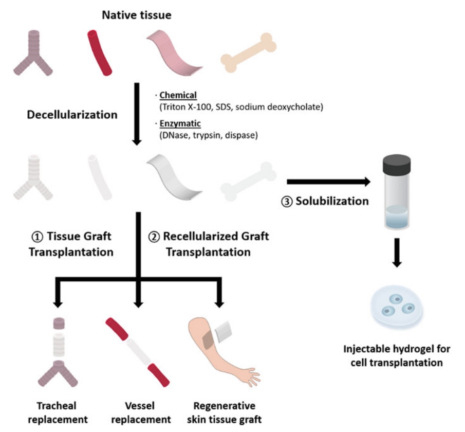 Decellularized Tissue Matrix for Stem Cell and Tissue Engineering.