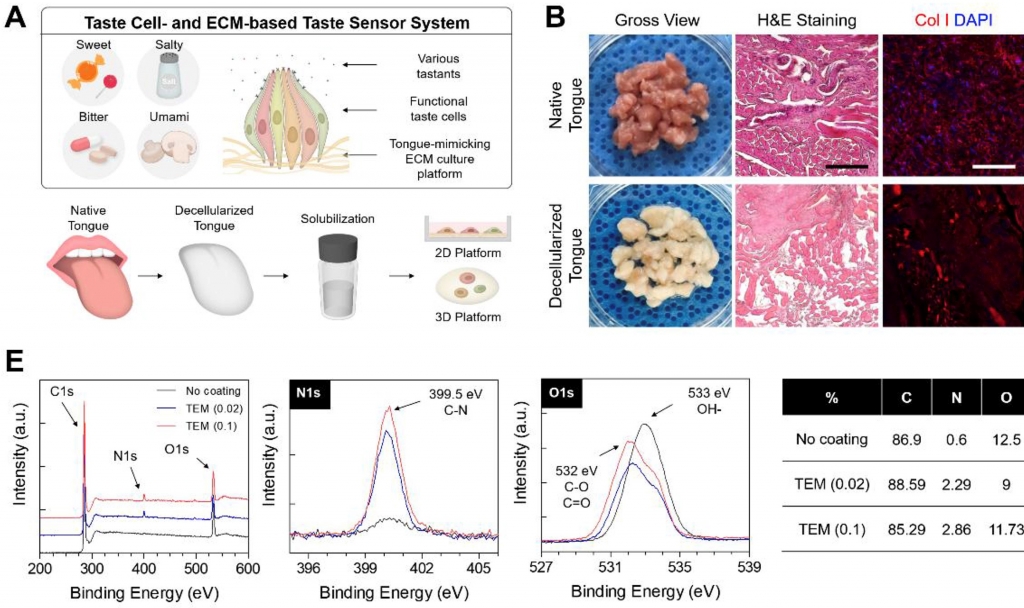 Bio-Artificial Tongue with Tongue Extracellular Matrix and Primary Taste Cells.