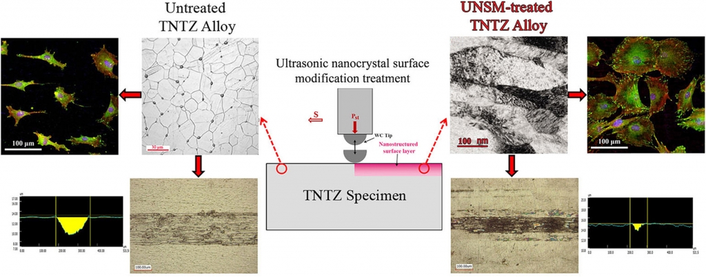 Significant Improvement in Cell Adhesion and Wear Resistance of Biomedical β-type Titanium Alloy through Ultrasonic Nanocrystal Surface Modification.