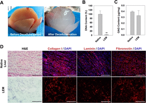 Liver Extracellular Matrix Providing Dual Functions of Two-Dimensional Substrate Coating and Three-Dimensional Injectable Hydrogel Platform for Liver Tissue Engineering.