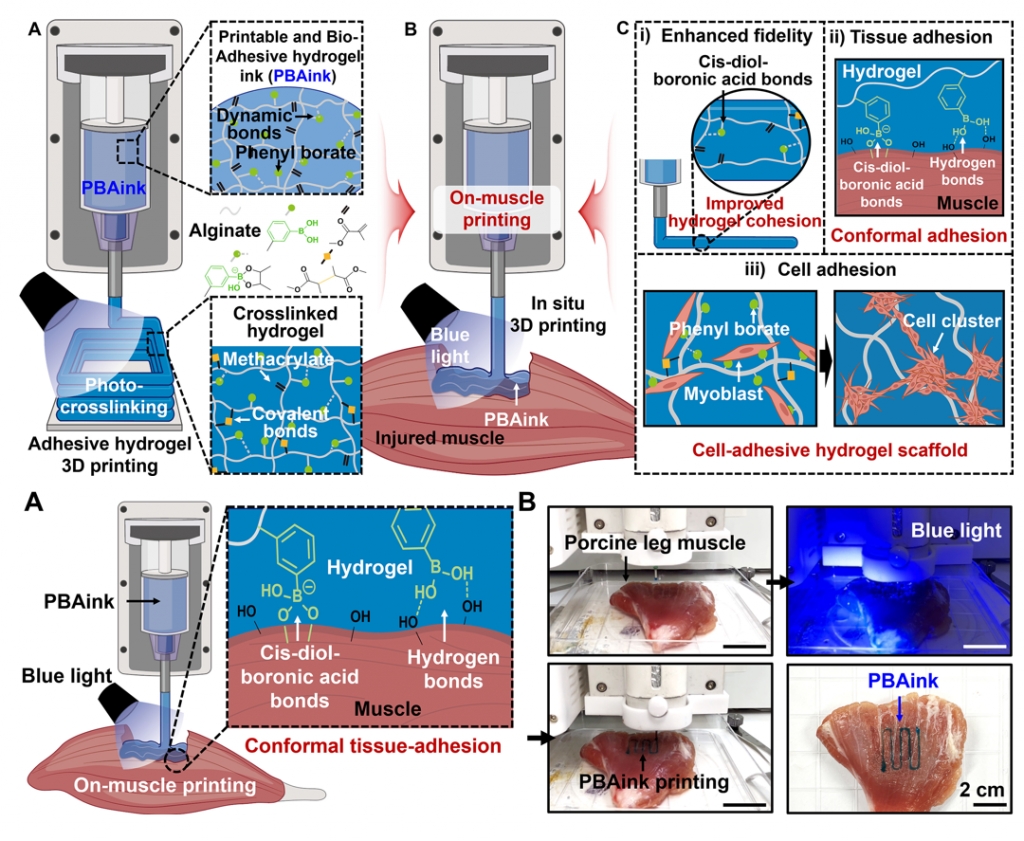Adhesive Hydrogel Inks with Boronic Acid-Cis-Diol Complexation for On-muscle Printing