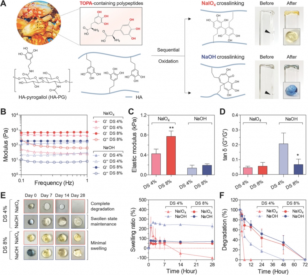 Ascidian-Inspired Fast-Forming Hydrogel System for Versatile Biomedical Applications: Pyrogallol Chemistry for Dual Modes of Crosslinking Mechanism.