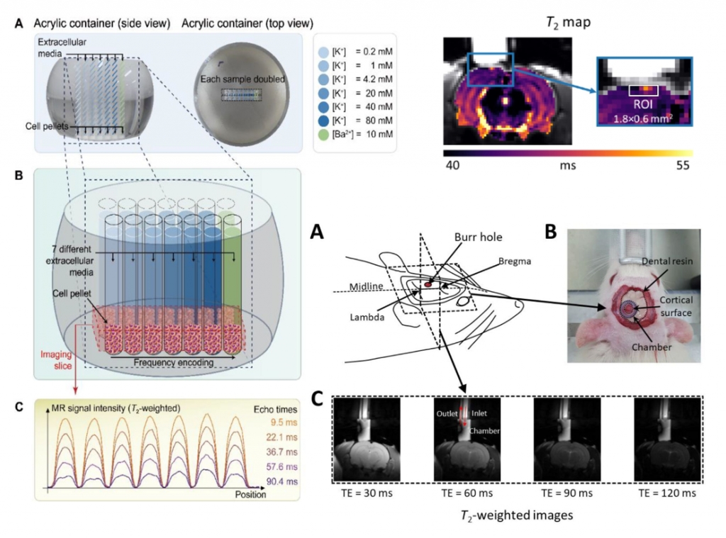 Detection of Changes in Membrane Potential by Magnetic Resonance Imaging