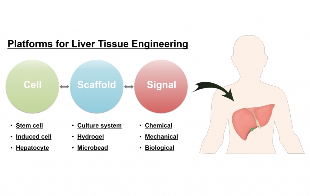 Liver Tissue Engineering: Recent Advances in the Development of a Bioartificial Liver.