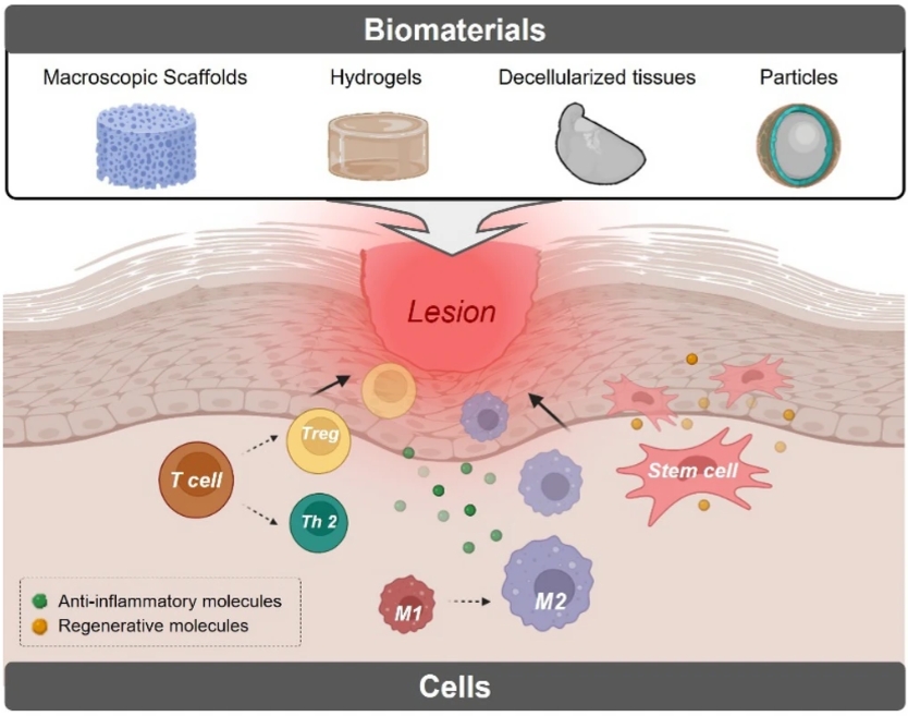Engineering of Immune Microenvironment for Enhanced Tissue Remodeling.