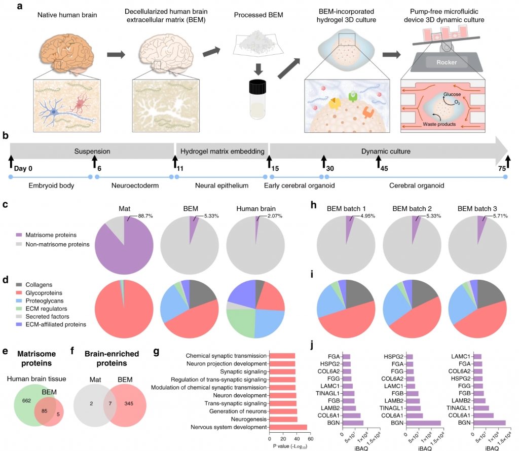 Microfluidic Device with Brain Extracellular Matrix Promotes Structural and Functional Maturation of Human Brain Organoids.