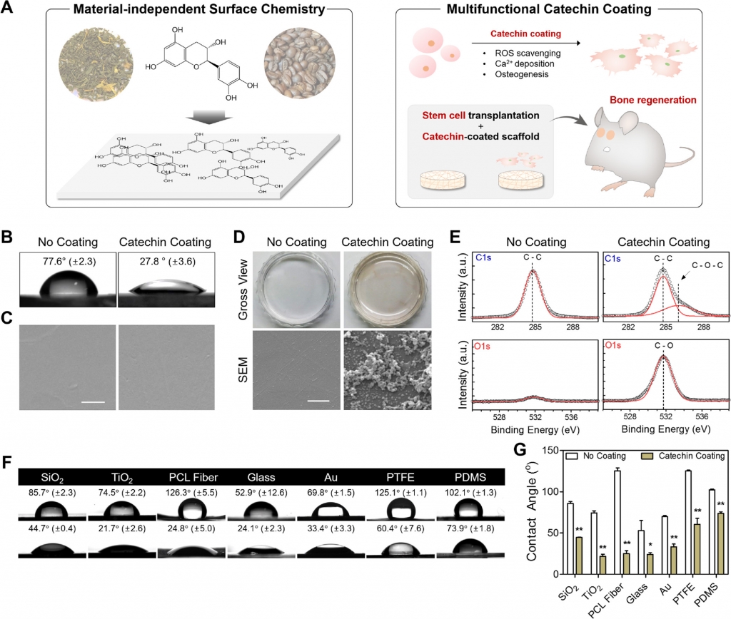 Plant Flavonoid-Mediated Multifunctional Surface Modification Chemistry: Catechin Coating for Enhanced Osteogenesis of Human Stem Cells.