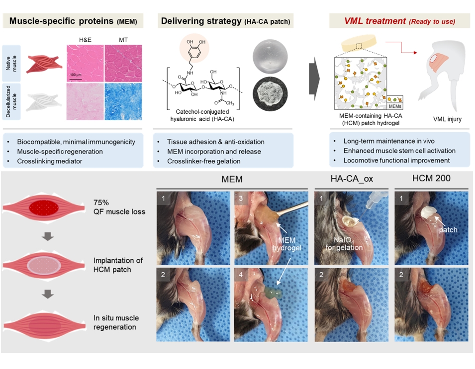 Extracellular Matrix-Mediated Crosslinking of Adhesive Hyaluronic Acid Patch for Treating Volumetric Muscle Injury