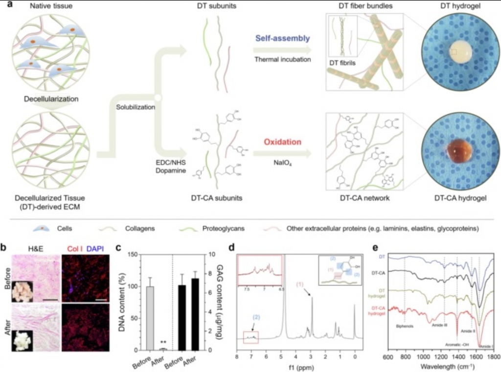 Mechanically-Reinforced and Highly Adhesive Decellularized Tissue-Derived Hydrogel for Efficient Tissue Repair.