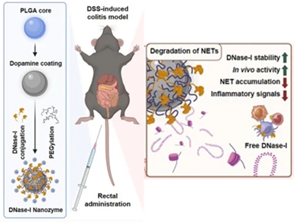 Polymeric DNase-I Nanozymes Targeting Neutrophil Extracellular Traps for the Treatment of Bowel Inflammation.