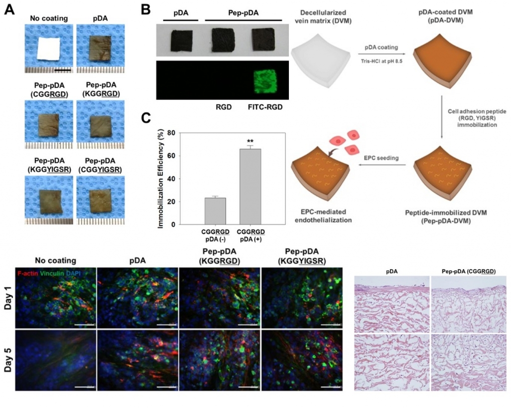 Mussel-Inspired Cell-Adhesion Peptide Modification for Enhanced Endothelialization of Decellularized Blood Vessels.