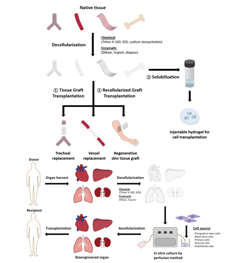 Decellularized Tissue Matrix for Stem Cell and Tissue Engineering.