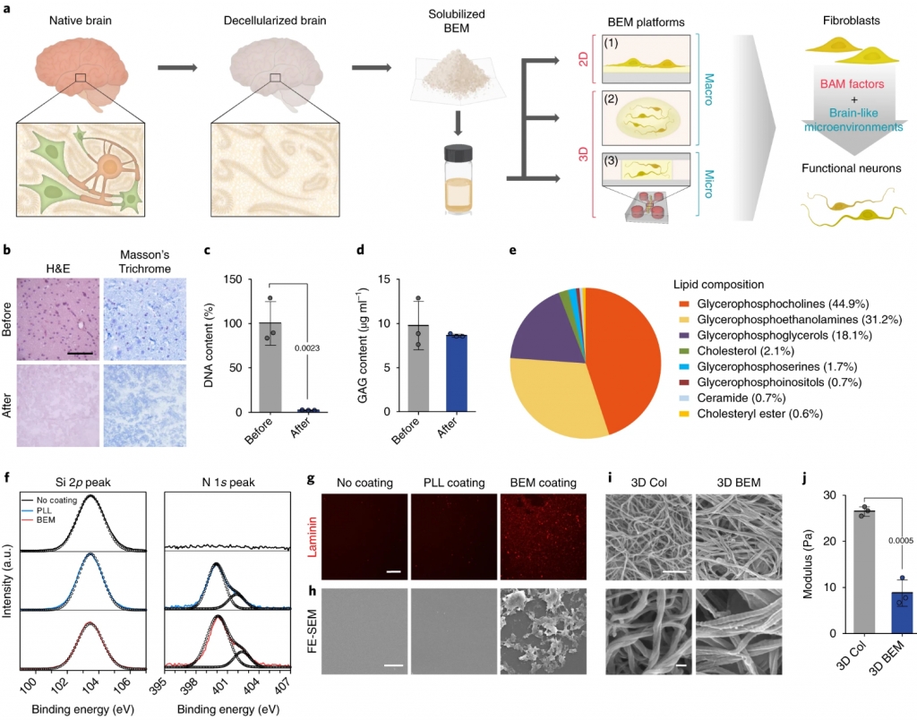 Three-Dimensional Brain-like Microenvironments Facilitate the Direct Reprogramming of Fibroblasts into Therapeutic Neurons.