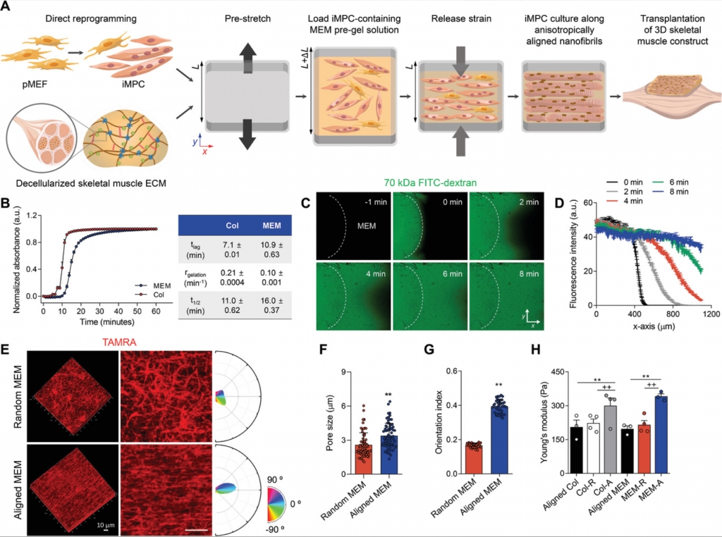 Reconstruction of Muscle Fascicle-like Tissues by Anisotropic 3D Patterning.