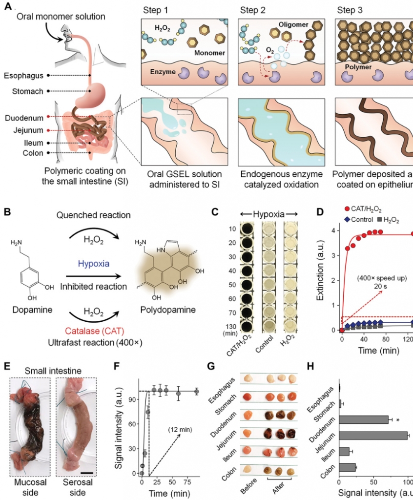 Gastrointestinal Synthetic Epithelial Linings.