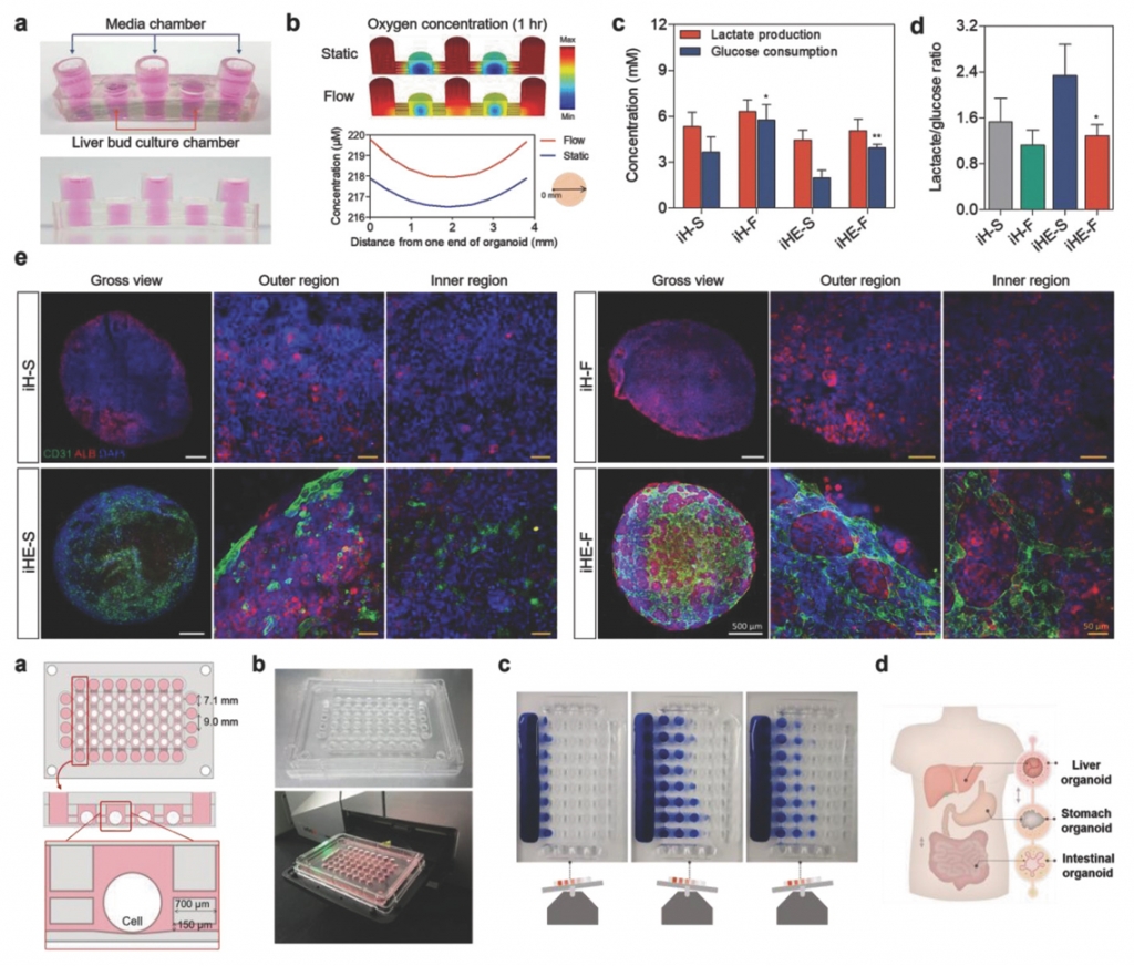 Vascularized Liver Organoids Generated Using Induced Hepatic Tissue and Dynamic Liver-Specific Microenvironment as a Drug Testing Platform.