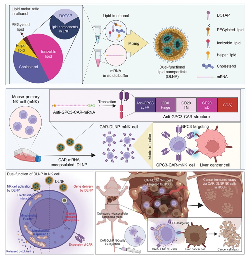 Enhancing CAR-NK Cells Against Solid Tumors Through Chemical and Genetic Fortification with DOTAP-Functionalized Lipid Nanoparticles.