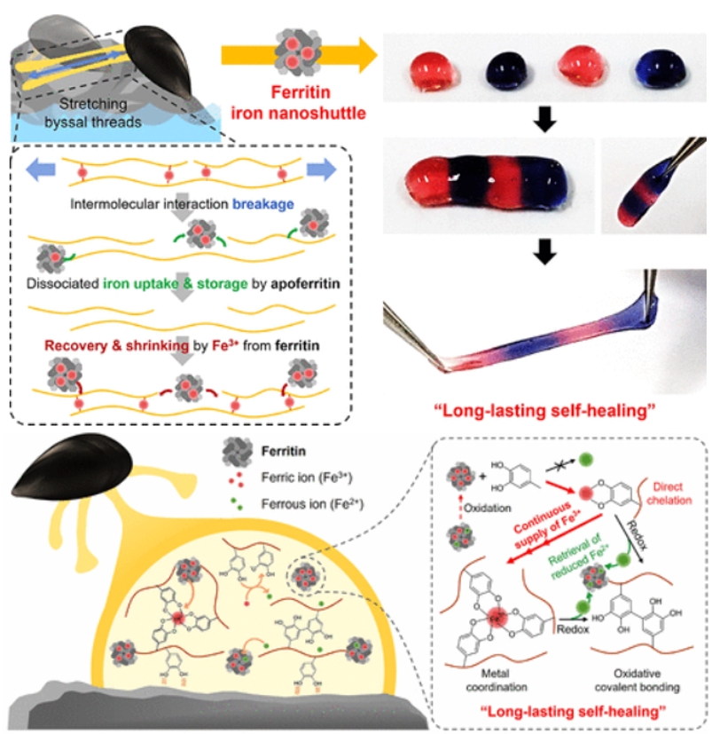 Ferritin Nanoshuttle for Long-Lasting Self-Healing of Phenolic Hydrogels.