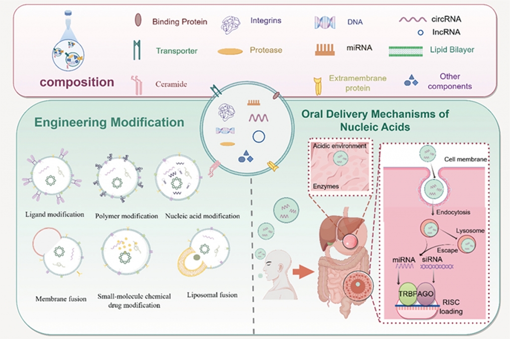 Plant-derived Extracellular Vesicles: Emerging Carriers for Ingestible Nucleotide Delivery