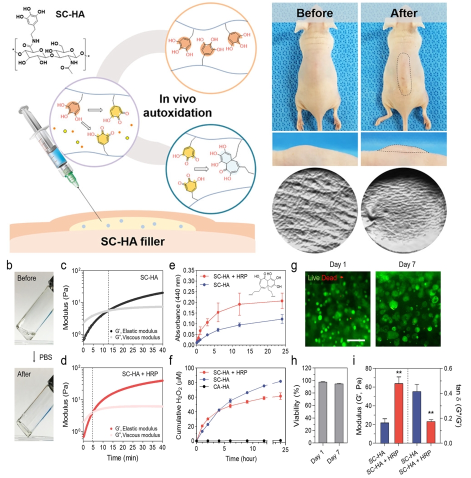 In Situ Self-Crosslinkable, Long-Term Stable Hyaluronic Acid Filler by Gallol Autoxidation for Tissue Augmentation and Wrinkle Correction.
