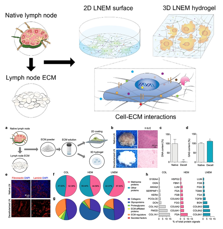 Immunomodulatory Scaffolds Derived from Lymph Node Extracellular Matrices.