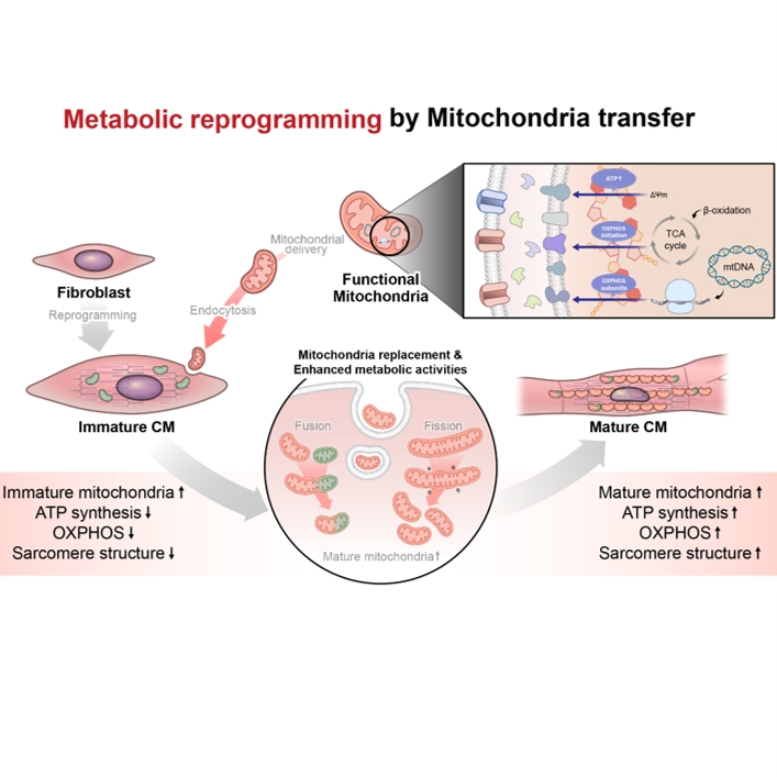 me<x>tabolic Reprogramming via Mitochondrial Delivery for Enhanced Maturation of Chemically Induced Cardiomyocyte-like Cells.