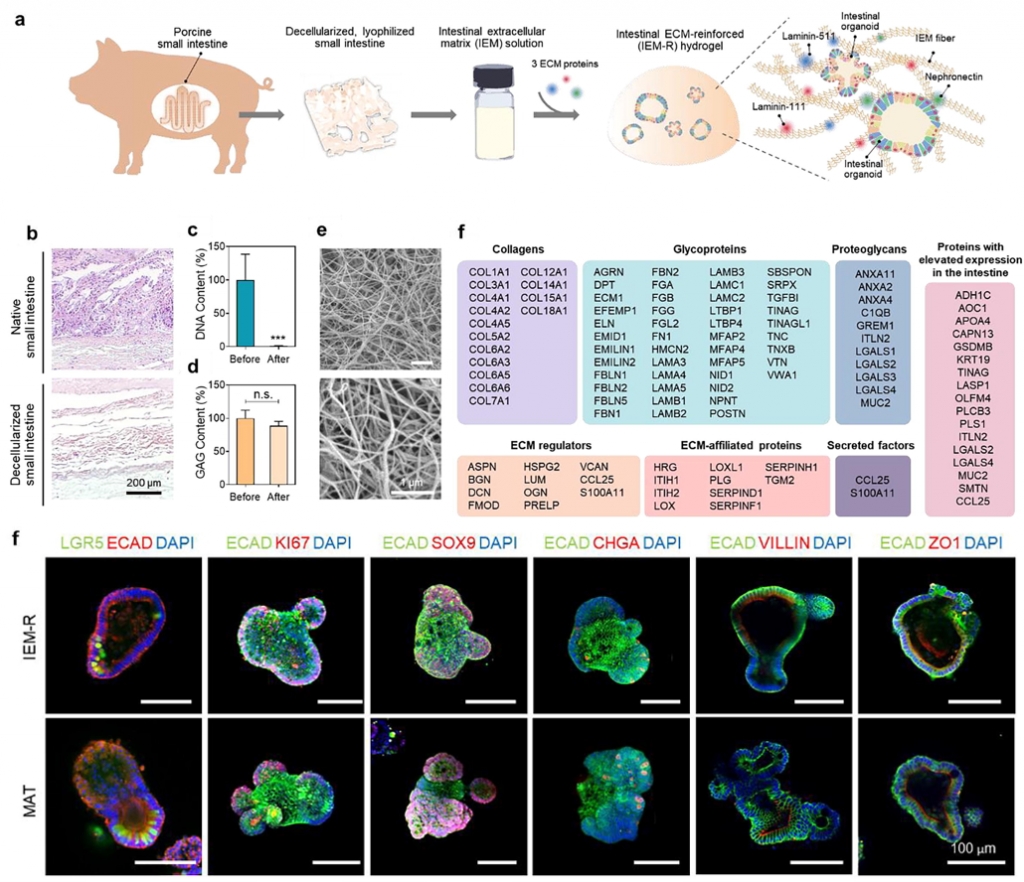 Intestinal Extracellular Matrix Hydrogels to Generate Intestinal Organoid for Translational Applications.