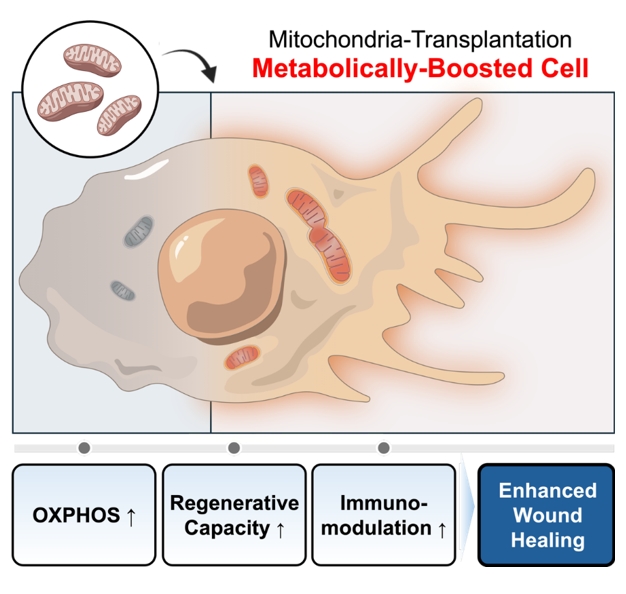 me<x>tabolic Boosting via Mitochondrial Transfer for Enhanced Cell-Based Wound Healing Therapy